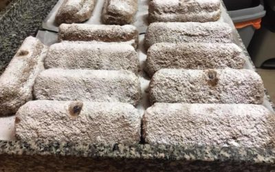 Quels biscuits de Noël allez-vous servir cette année?